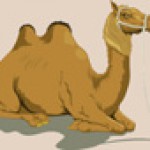 camel