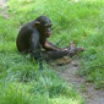 chimpanzee