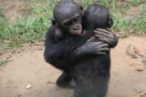 Οι χιμπατζήδες παρηγορούν τους φίλους τους όπως οι άνθρωποι