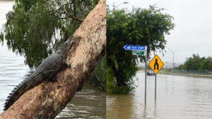 vrohes_krokodili_australia