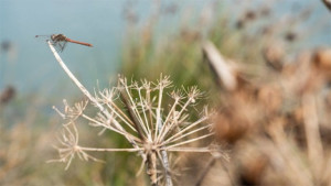 Photo Credits: IUCN/Francesca Ardau