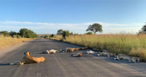 Richard Sowry/Kruger National Park