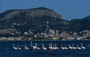 nafplio_flamingo_1