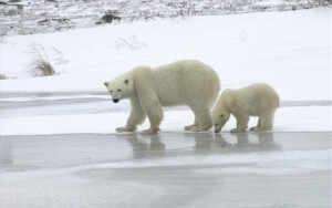 Ενα από τα τελευταία καταφύγια των πολικών αρκούδων κινδυνεύει με εξαφάνιση - Shutterstock