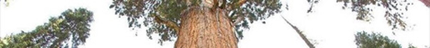 Η εικονιζόμενη σεκόγια είναι το μεγαλύτερο δέντρο στον κόσμο και κινδυνεύει άμεσα από πυρκαγιά που έχει ξεσπάσει στο δάσος της. - photo Wikimedia Common