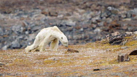 PAUL NICKLEN/ SEA LEGACY/BAFFLIN ISLANDS Η εικόνα που σόκαρε το 2017, μιας άλλοτε μεγαλοπρεπούς πολικής αρκούδας να αργοπεθαίνει κυριολεκτικά από την πείνα. 