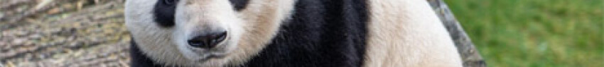 gigadio_panta_1