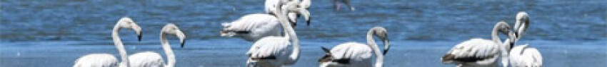 Φλαμίνγκο στη λιμνοθάλασσα Κοτυχίου στην Ηλεία

EUROKINISSI/ΓΙΑΝΝΗΣ ΣΠΥΡΟΥΝΗΣ