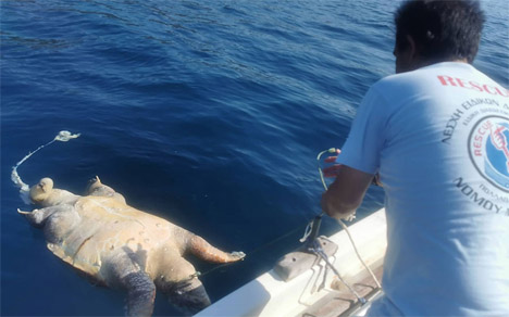 Η νεκρή θαλάσσια χελώνα που εντόπισαν πριν από λίγες ημέρες στον Παγασητικό κόλπο μέλη περιβαλλοντικών οργανώσεων 