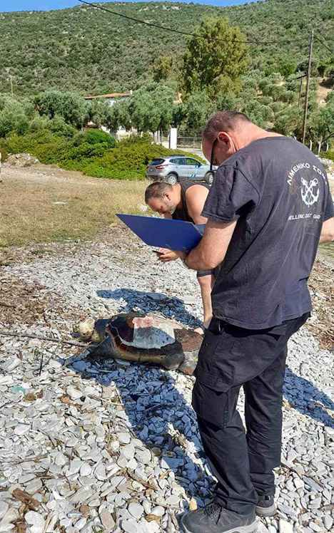 Άντρες του Λιμενικού Σώματος καταγράφουν το περιστατικό της νεκρής χελώνας στον Παγασητικό