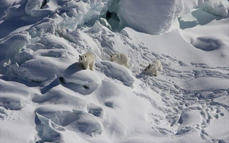 Στη φωτογραφία εικονίζονται ορισμένες από τις αρκούδες της Γροιλανδίας που φαίνεται ότι κατάφεραν να προσαρμοστούν στη κλιματική αλλαγ - KRISTIN LAIDRE/UNIVERSITY OF WASHINGTON