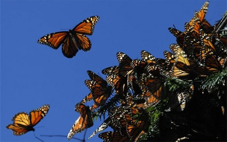 Πεταλούδες μονάρχες πετούν στο καταφύγιο προστασίας πεταλούδων Ελ Ροσάριο, σε ένα βουνό στο Μιτσοάκαν, στο Μεξικό. - REUTERS/EDGARD GARRIDO