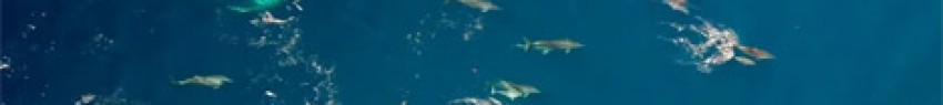 delfinia_gthiotida