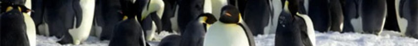 Οι αυτοκρατορικοί πιγκουίνοι στο Ντιμόν Ντ' Αρβίλ (Dumont d'Urville), στην Ανταρκτική.STRINGER . VIA REUTERS