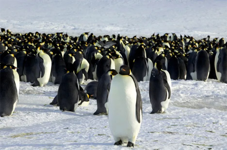 Οι αυτοκρατορικοί πιγκουίνοι στο Ντιμόν Ντ' Αρβίλ (Dumont d'Urville), στην Ανταρκτική.STRINGER . VIA REUTERS
