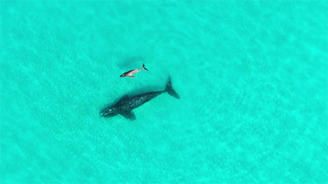 Στη φωτογραφία εικονίζεται η φάλαινα και το μικρό που έχει πιθανώς υιοθετήσει (πηγή φωτό Jess Wohling)