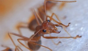 To κόκκινο μυρμήγκι της φωτιάς είναι γνωστό για το δηλητήριο του, την επιθετικότητα του εάν ενοχληθεί (δίνει 'σήμα' και στα άλλα να επιτεθούν) και την ικανότητά του να προκαλεί ζημιές στη γεωργία.  ISTOCK
