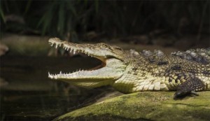 Κροκόδειλος (φωτογραφία αρχείου)  GETTY IMAGES/ISTOCKPHOTO